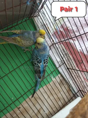 Budgerigar Bird Rainbow