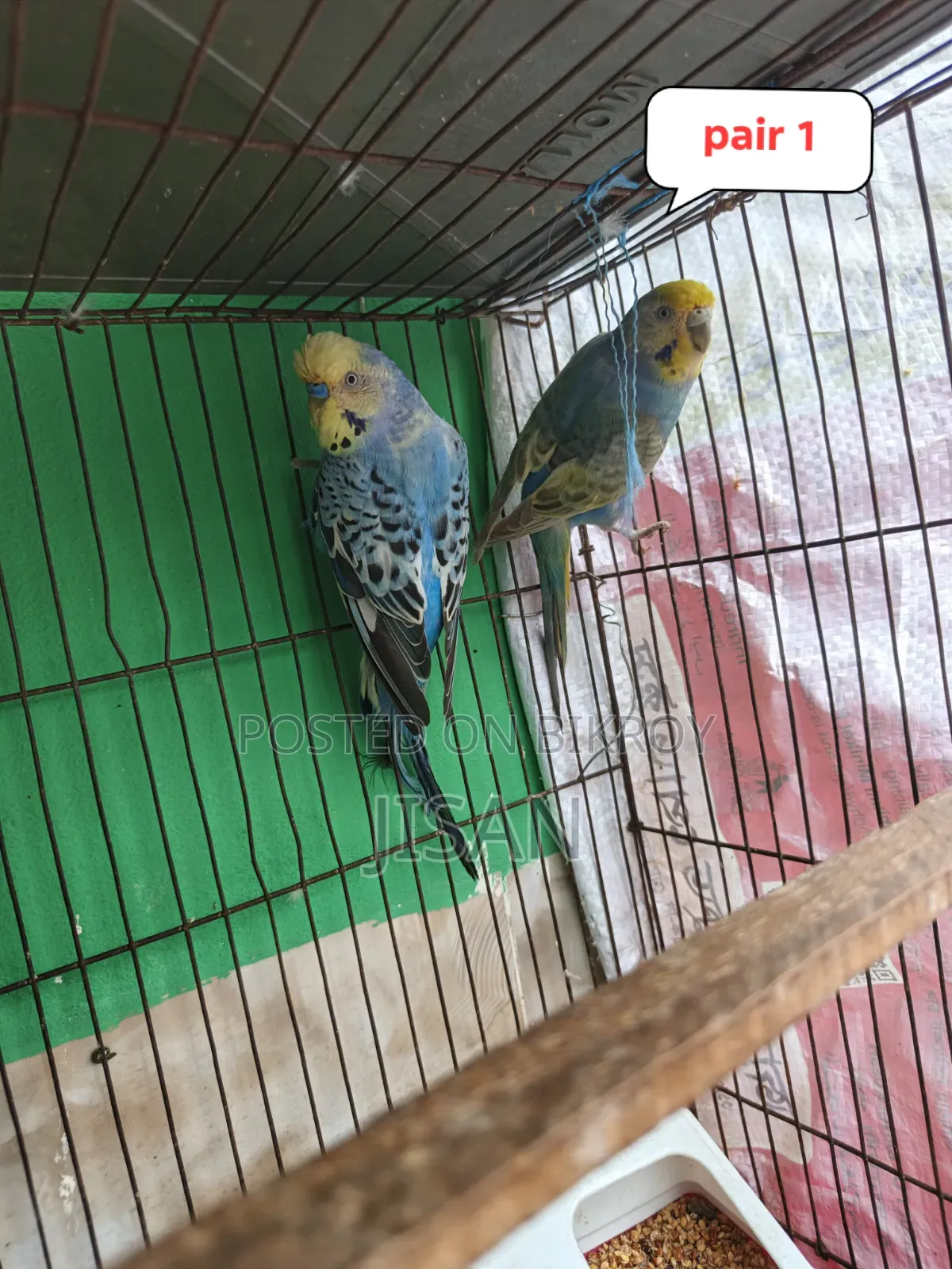 Budgerigar Bird Rainbow
