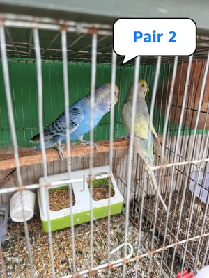 Budgerigar Bird Rainbow