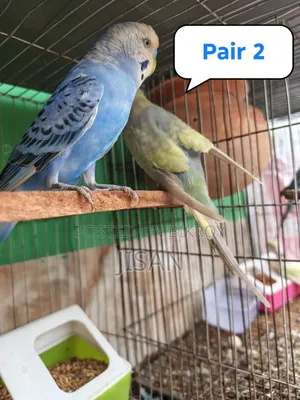 Budgerigar Bird Rainbow