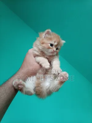 1-3 months Female Purebred Persian