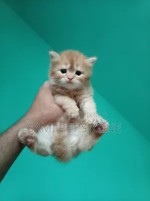1-3 months Female Purebred Persian