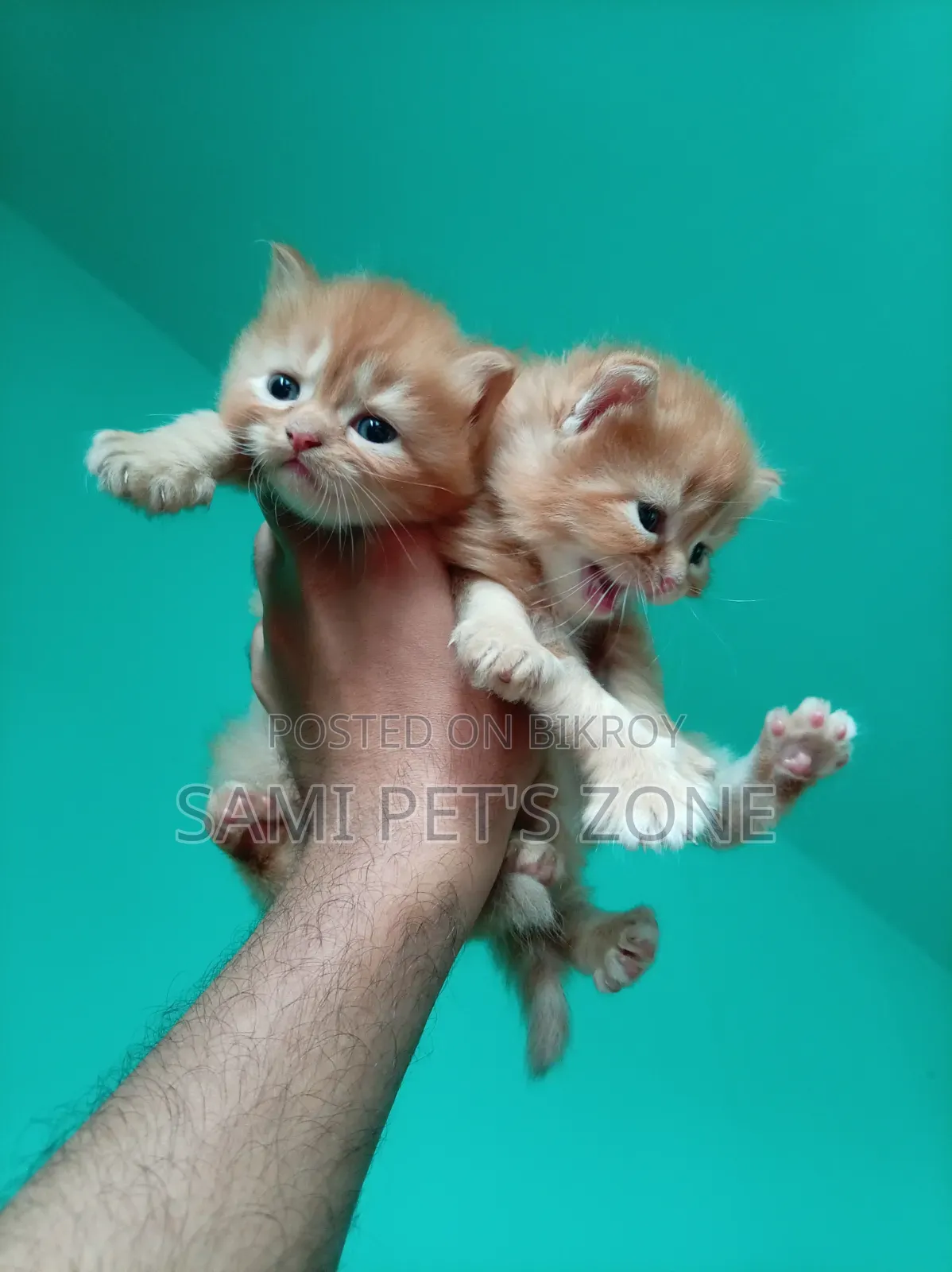 1-3 months Female Purebred Persian