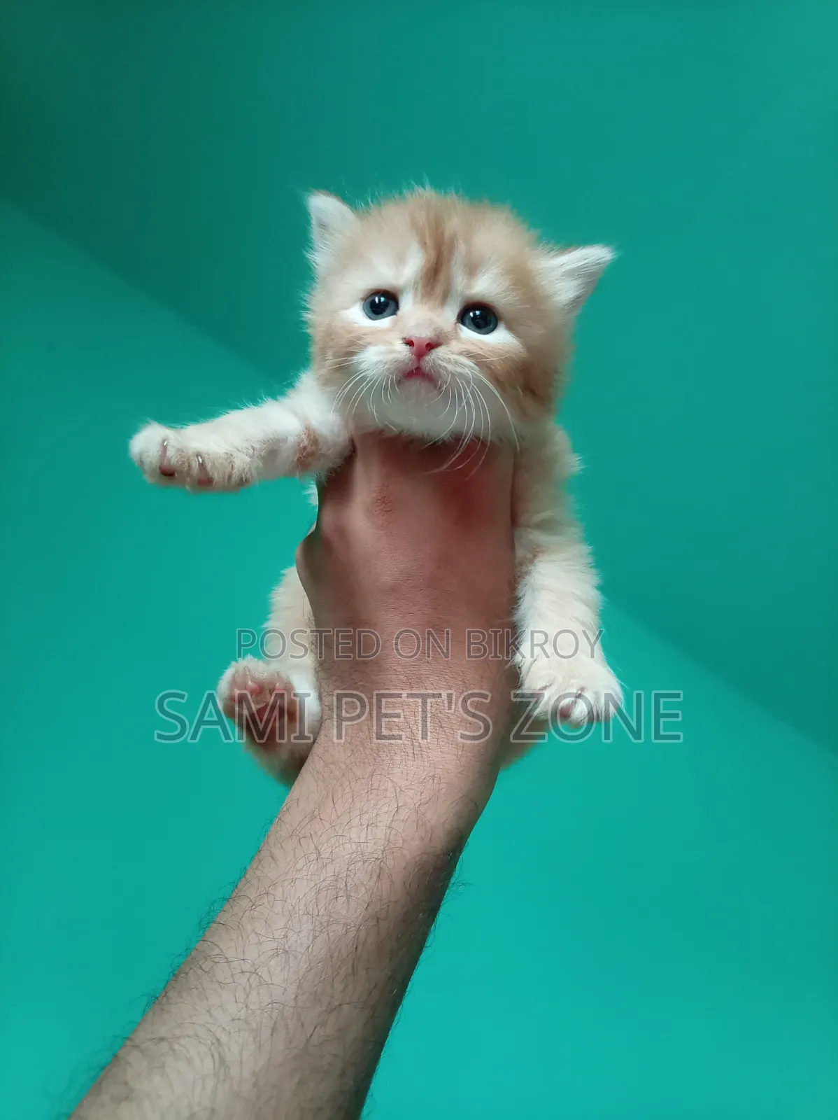 1-3 months Female Purebred Persian