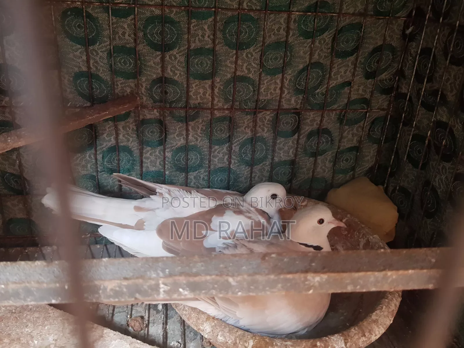এক জোড়া অস্ট্রেলিয়ান রানিং ঘুঘু সাথে একটা রানিং নর সেল