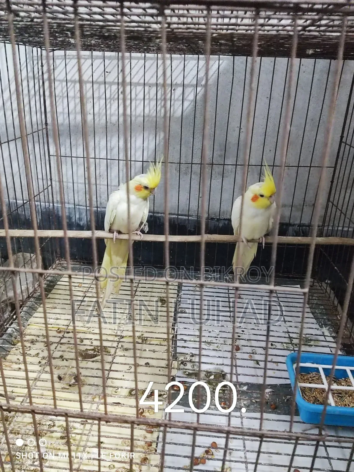 ৪ জোড়া রানিং ককাটেল