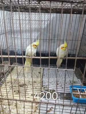 ৪ জোড়া রানিং ককাটেল