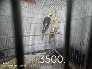 ৪ জোড়া রানিং ককাটেল