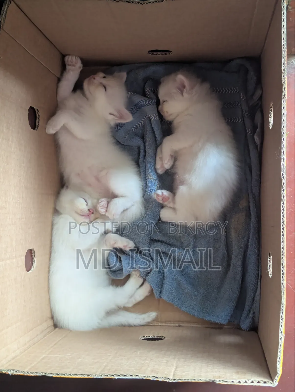 0-1 Month Male Purebred Persian