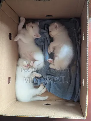 0-1 Month Male Purebred Persian