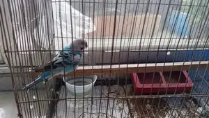 Male Budgerigar for Sale