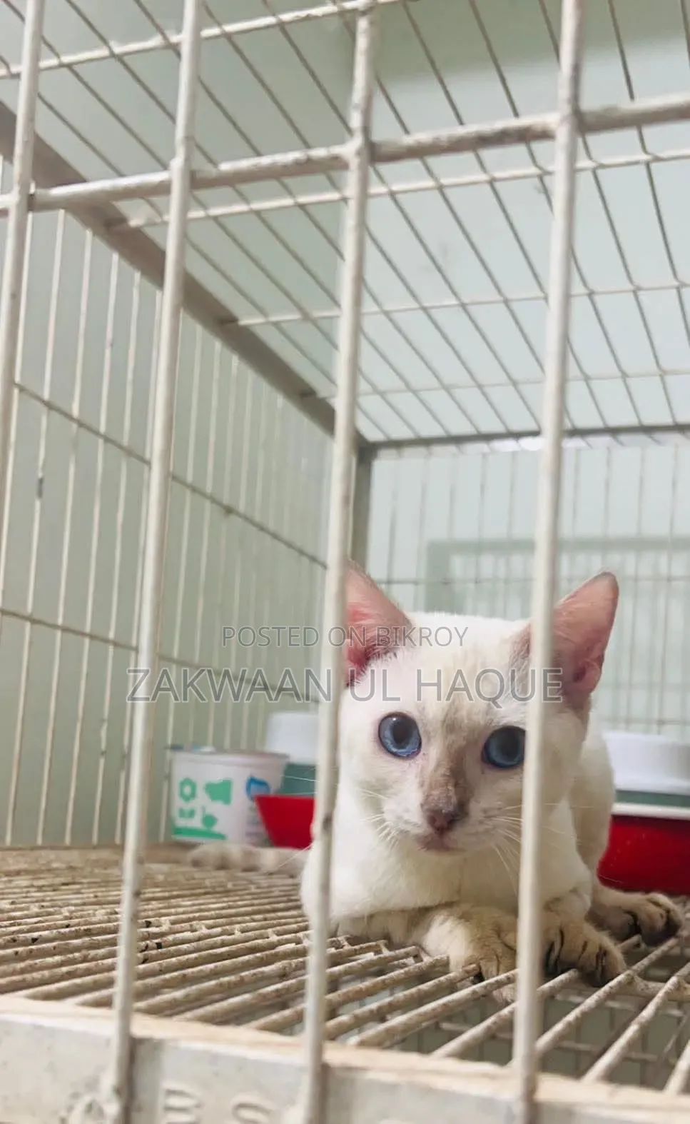6-12 Months Female Purebred Bengal