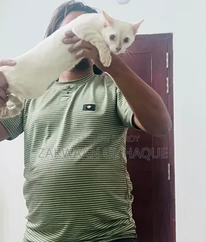 6-12 Months Female Purebred Bengal