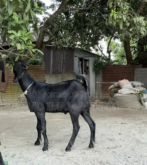 Goat