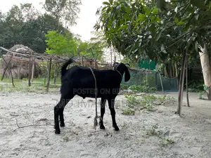 Goat