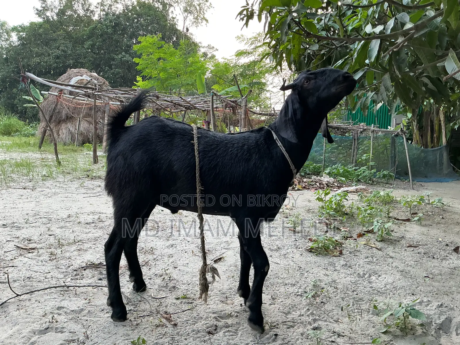 Goat