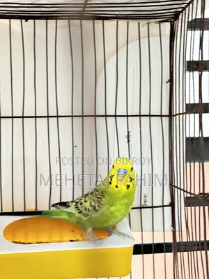 Budgie Adult Pair