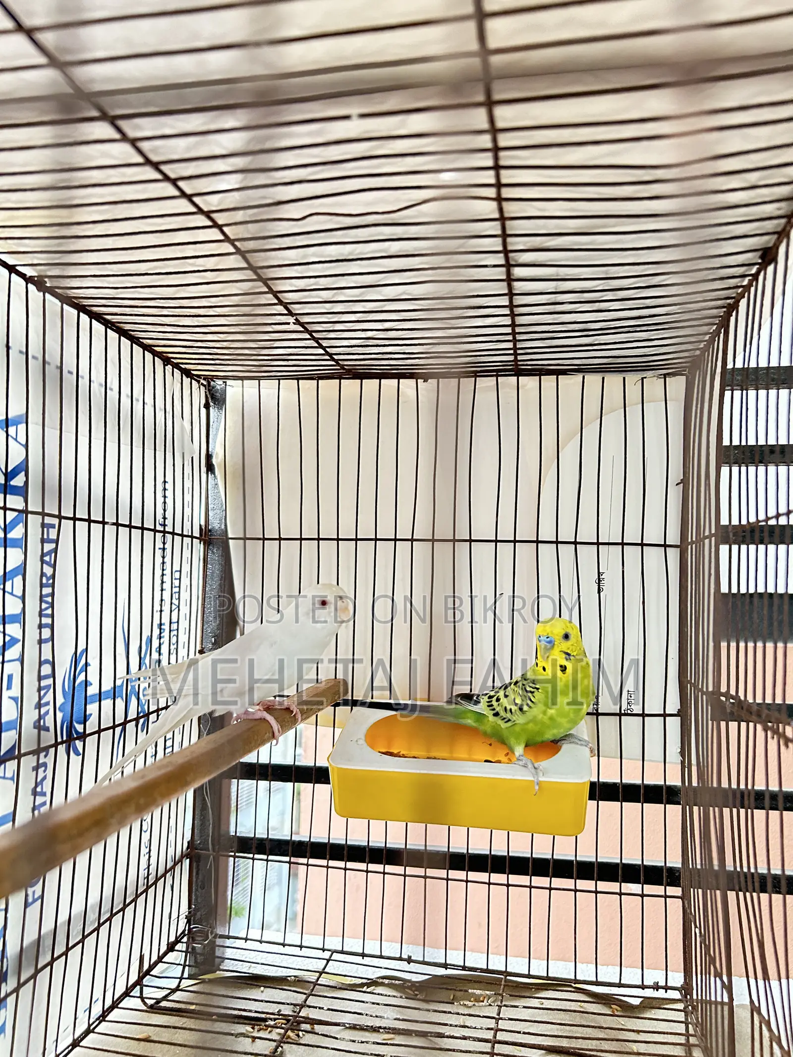 Budgie Adult Pair