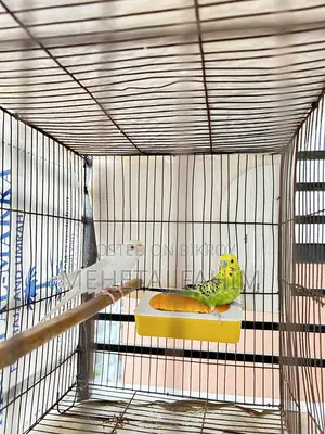 Budgie Adult Pair