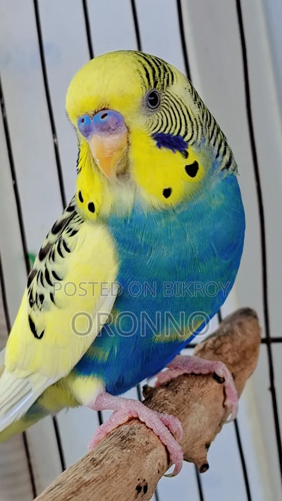 Pied Pair