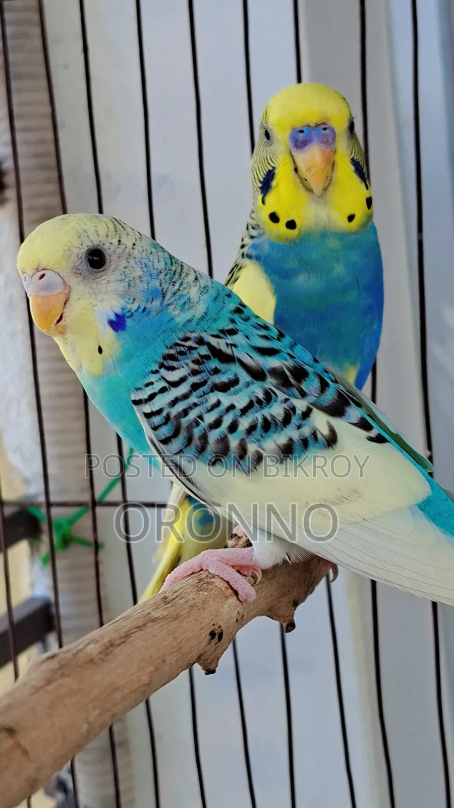 Pied Pair
