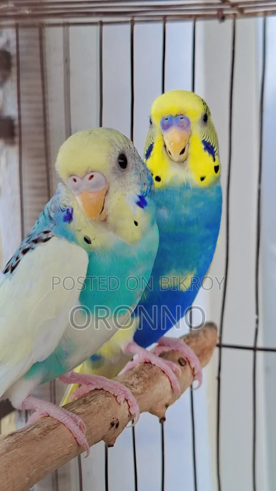 Pied Pair