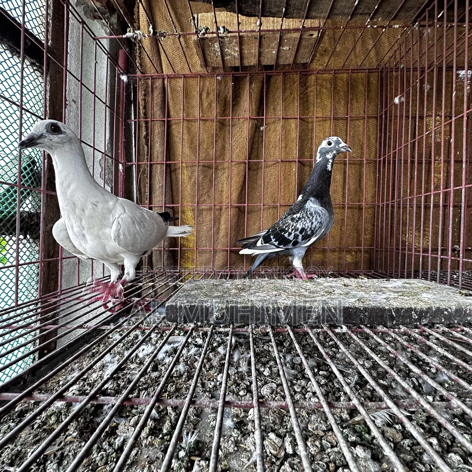 Racer and Giribaz Pigeons