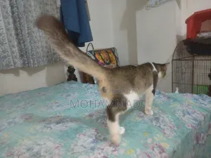 0-1 Month Male Mixed Breed Persian