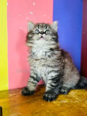 1-3 Months Male Purebred Tabby