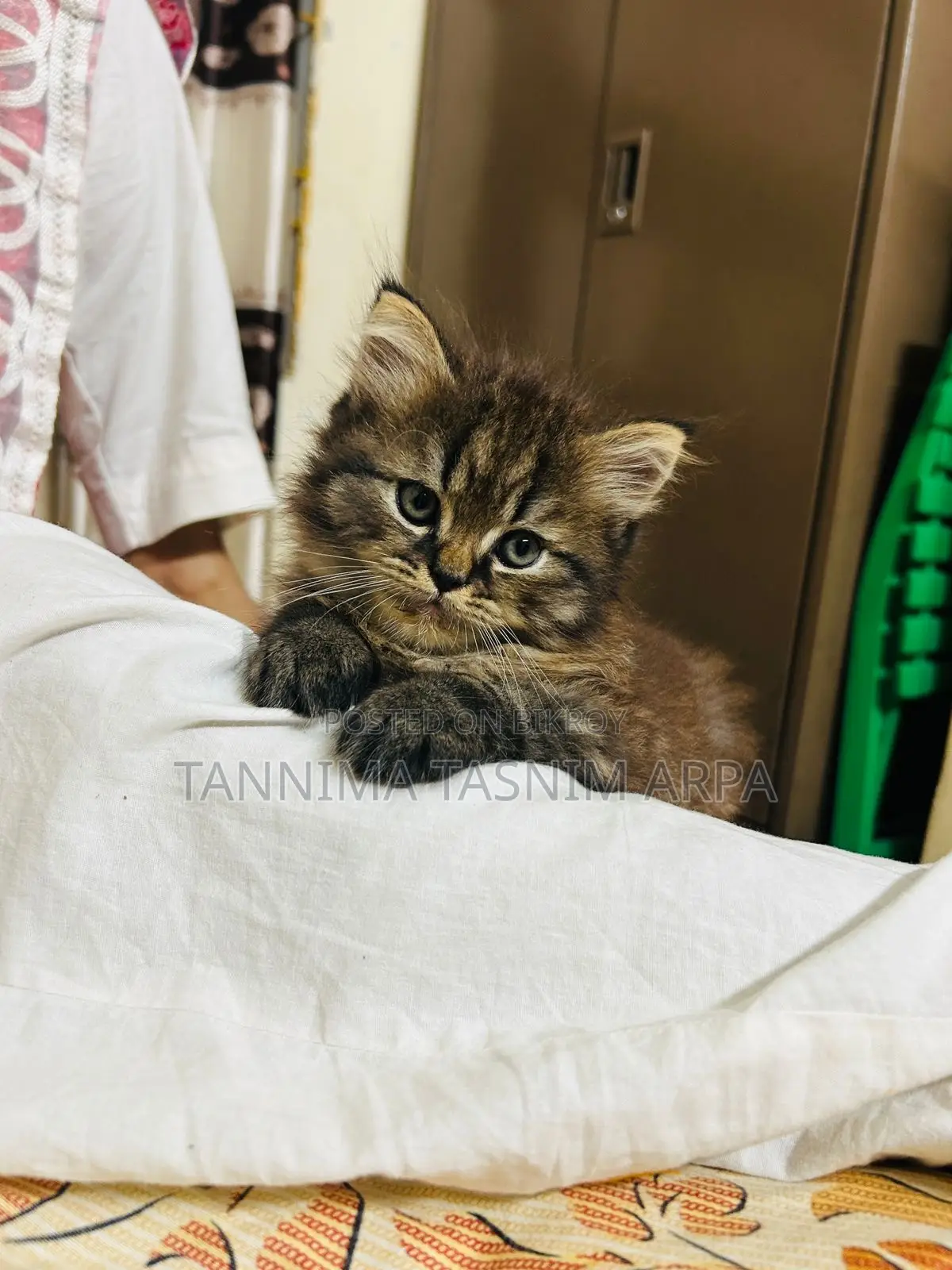 1-3 Months Male Purebred Tabby