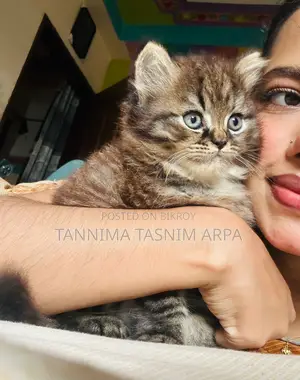 1-3 Months Male Purebred Tabby