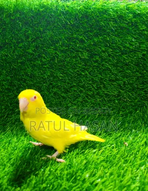 Forpus Bird