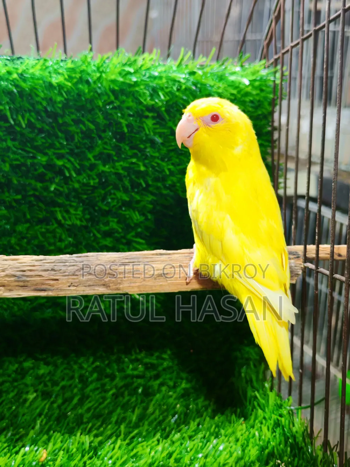 Forpus Bird