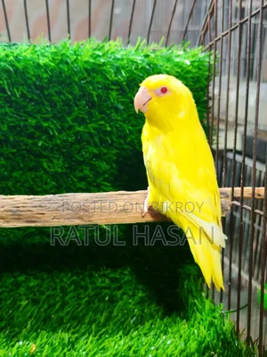 Forpus Bird