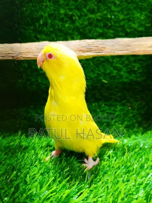 Forpus Bird