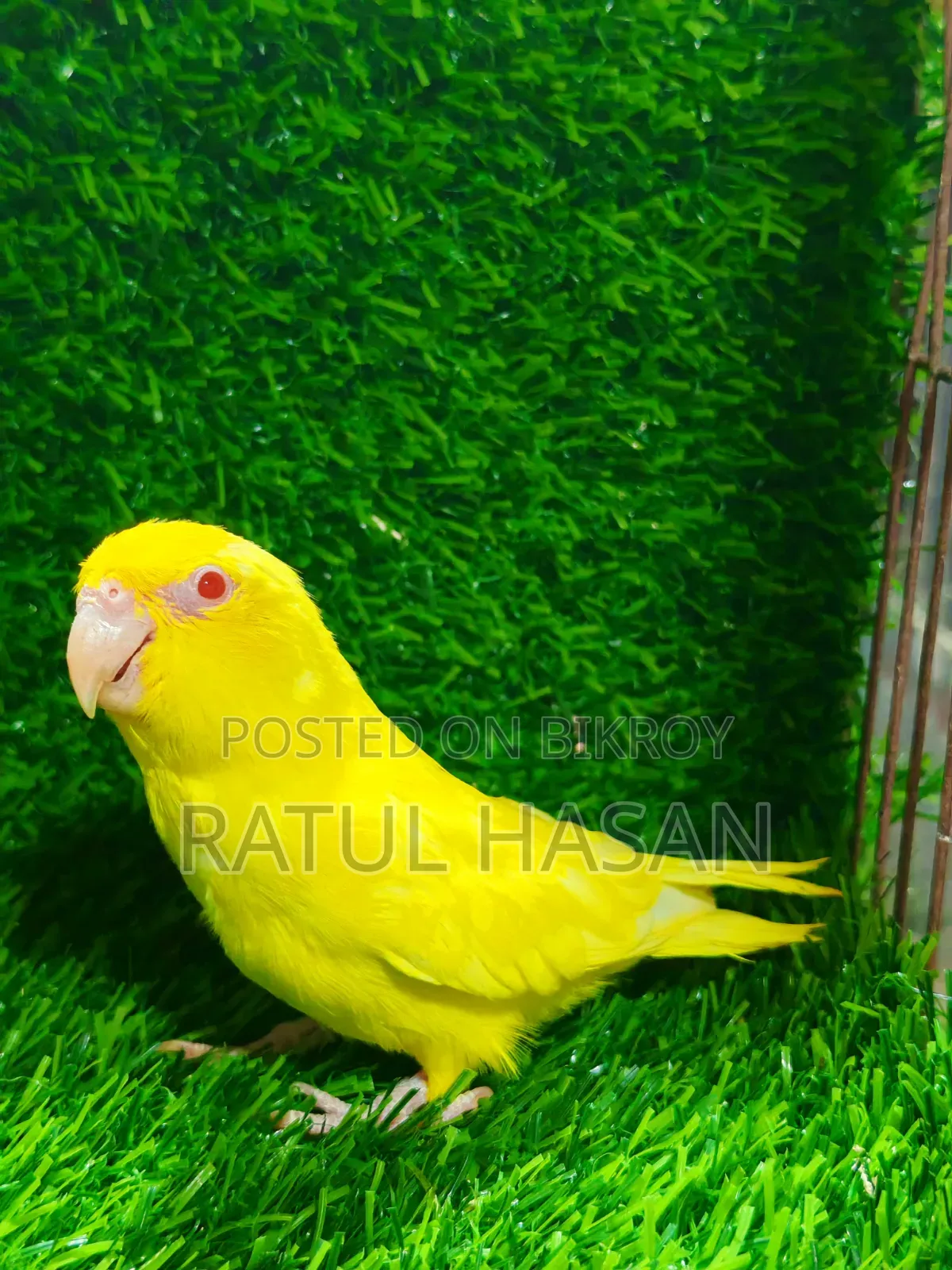Forpus Bird