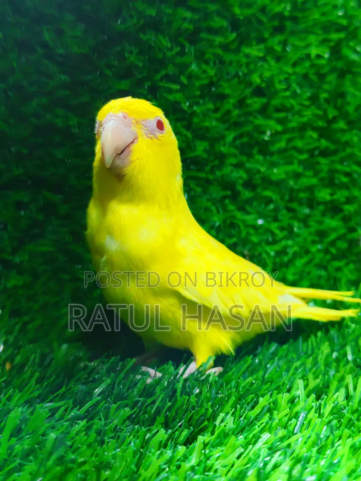 Forpus Bird