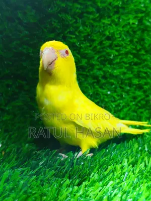 Forpus Bird