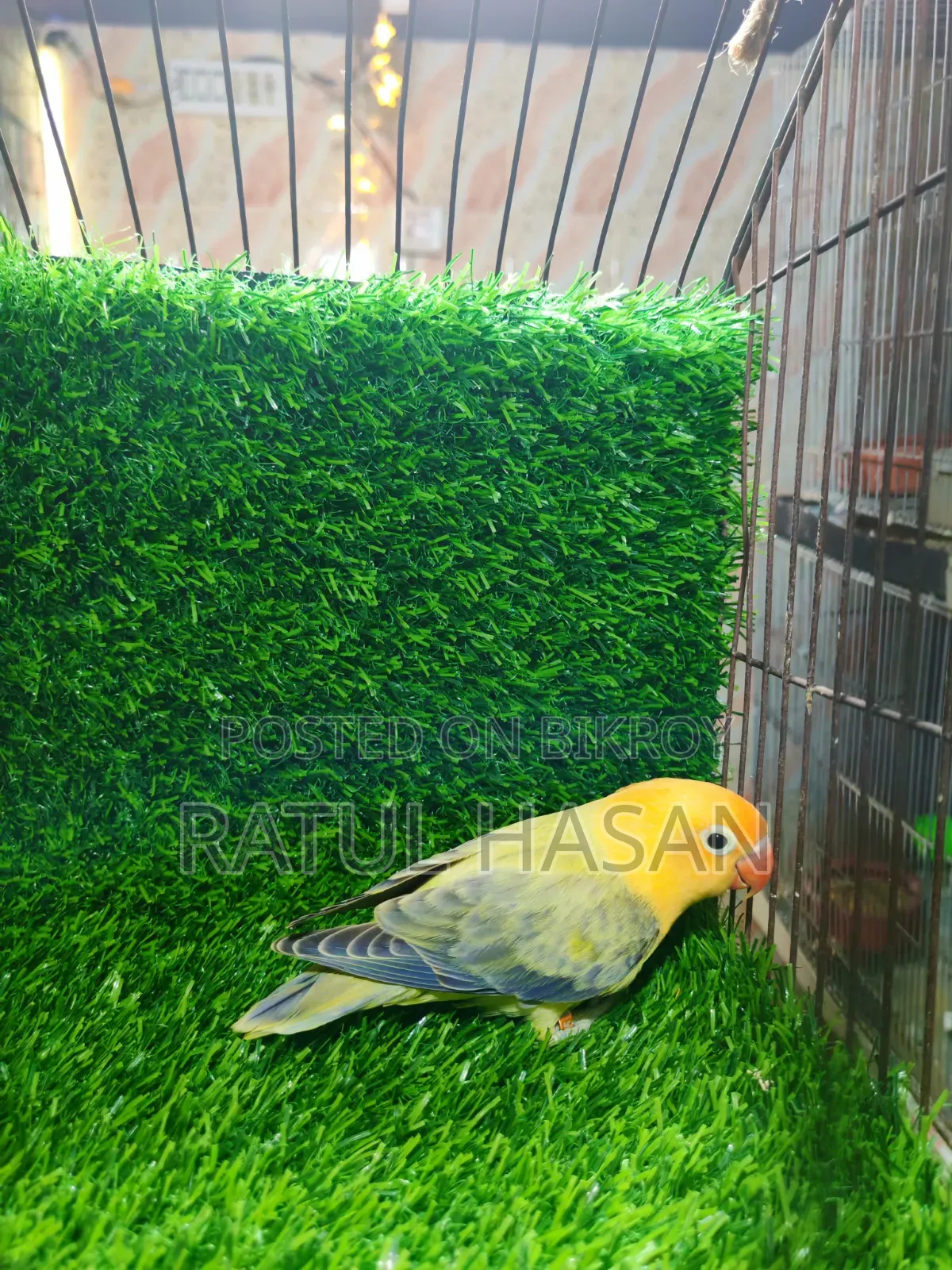 Perblue Ewing Oppaline Lovebird