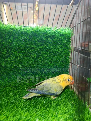 Perblue Ewing Oppaline Lovebird
