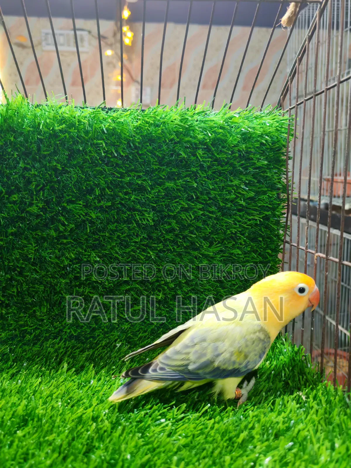 Perblue Ewing Oppaline Lovebird