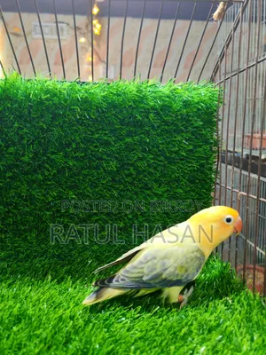Perblue Ewing Oppaline Lovebird