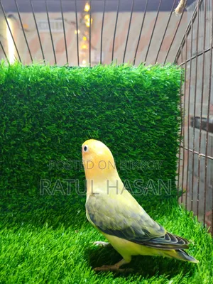 Perblue Ewing Oppaline Lovebird