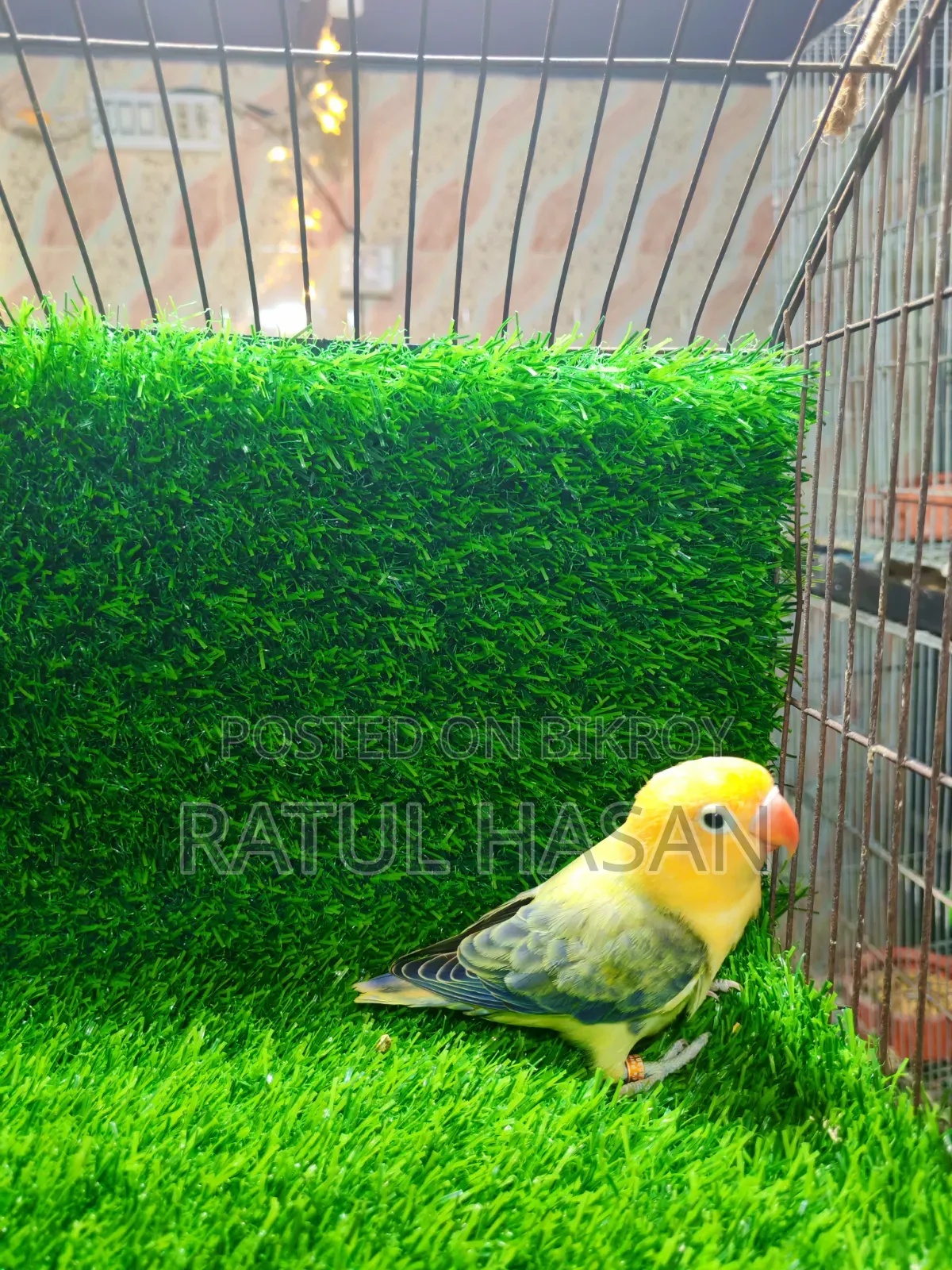 Perblue Ewing Oppaline Lovebird