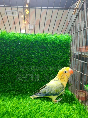 Perblue Ewing Oppaline Lovebird