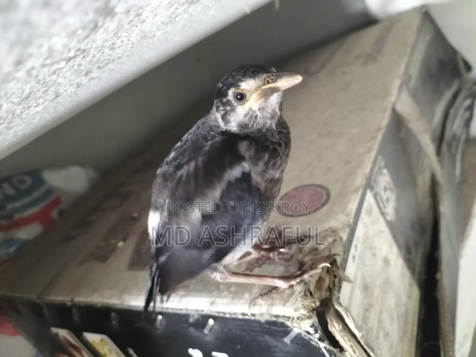 Shalik Bird
