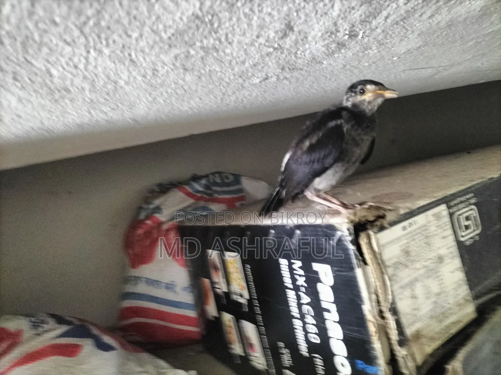 Shalik Bird