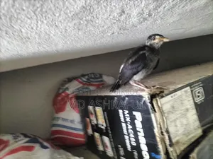 Shalik Bird