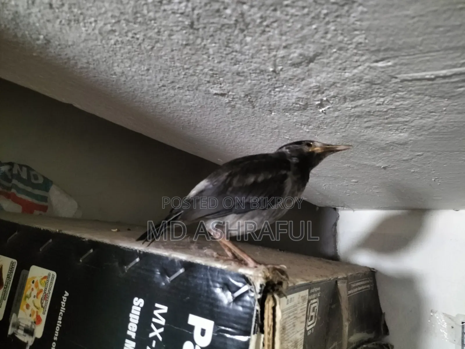 Shalik Bird