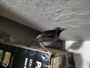 Shalik Bird
